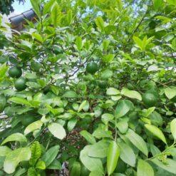 Giống Cây Chanh Ta