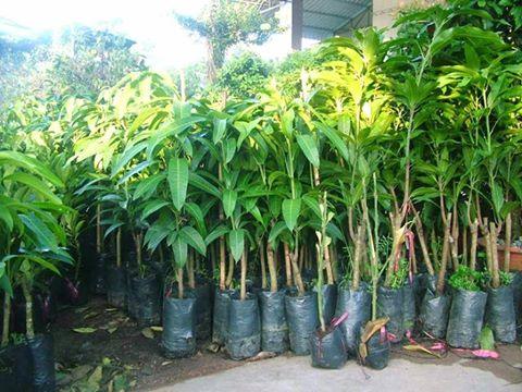 Giống Cây Xoài Cát