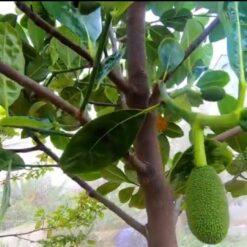 Giống Mít Thái Siêu Sớm