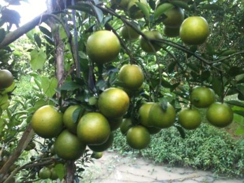 Cây cam xoàn