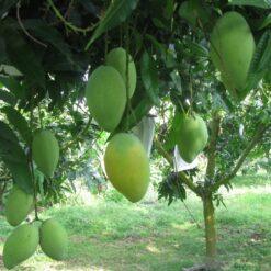 Giống Cây Xoài Tứ Quí