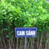 Giống Cây Cam Sành
