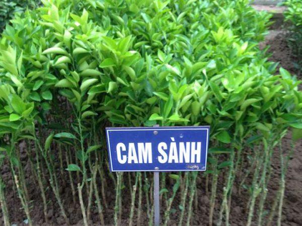 Giống Cây Cam Sành