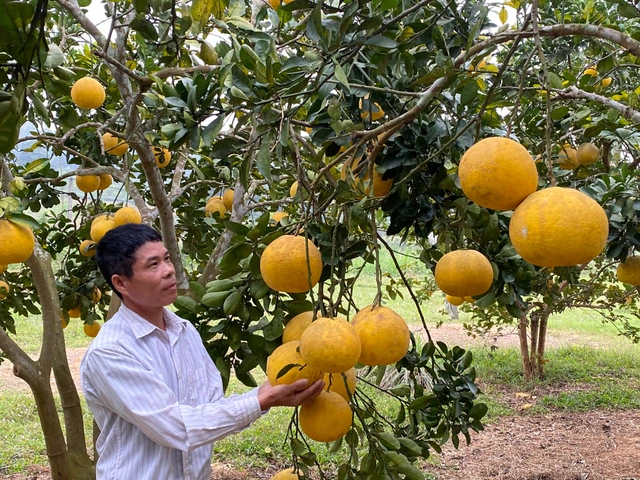 Bưởi Diễn