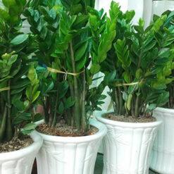 Cây cảnh phong thủy trồng trong chậu sứ nhà vườn Hoàng Kiên, cây cảnh suốt, trang trí không gian sống và làm việc hiệu quả.