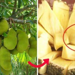 Giống Mít Không Hạt