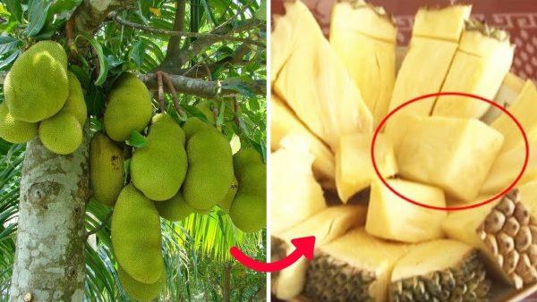 Giống Mít Không Hạt