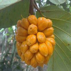 Cây Mít Tố Nữ