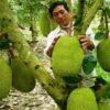 Cây Mít Tứ Quý